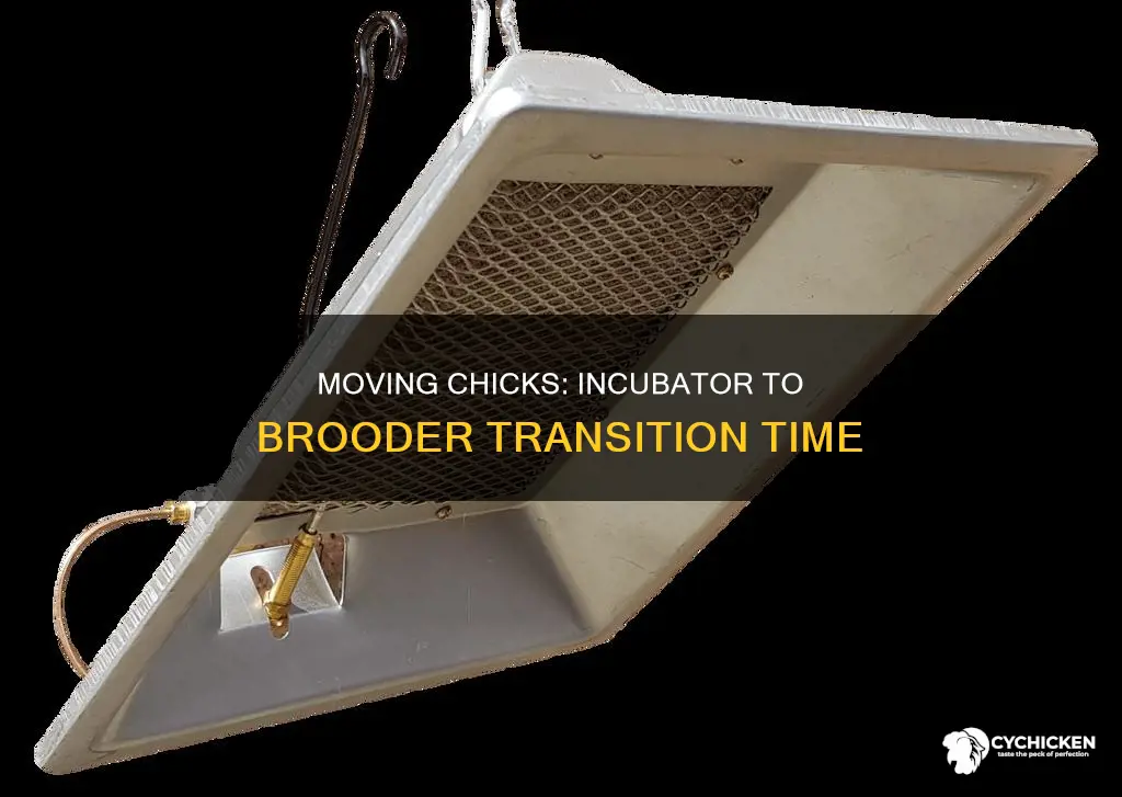 when do i move chicks from incubator to brooder