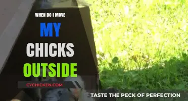 When to Move Chicks Outside: A Guide for Healthy Growth
