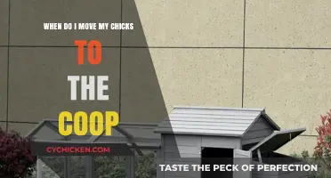 Coop Transition: The Right Time for Your Chicks to Move In