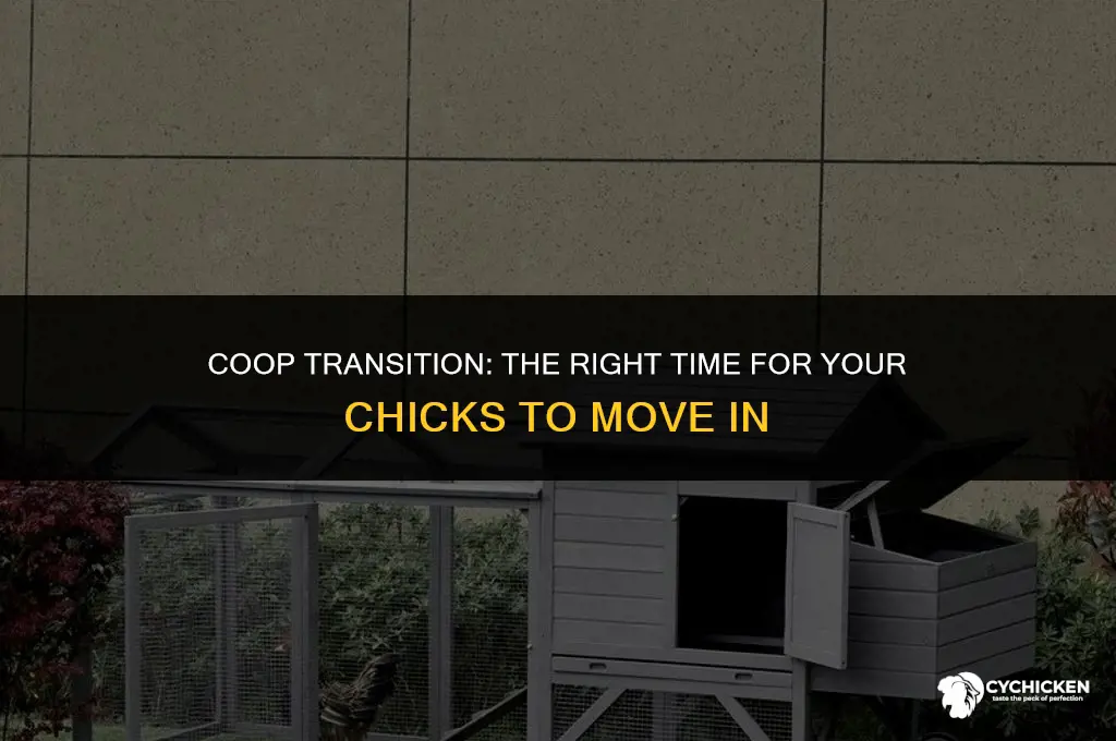 when do i move my chicks to the coop