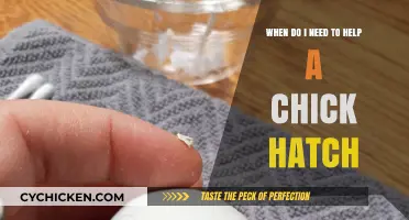Helping Chicks Hatch: When to Intervene?