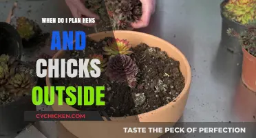 Perfect Timing: Planting Hens and Chicks Outdoors for Optimal Growth