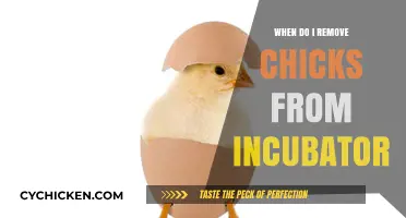 When to Remove Chicks from the Incubator: A Hatching Guide