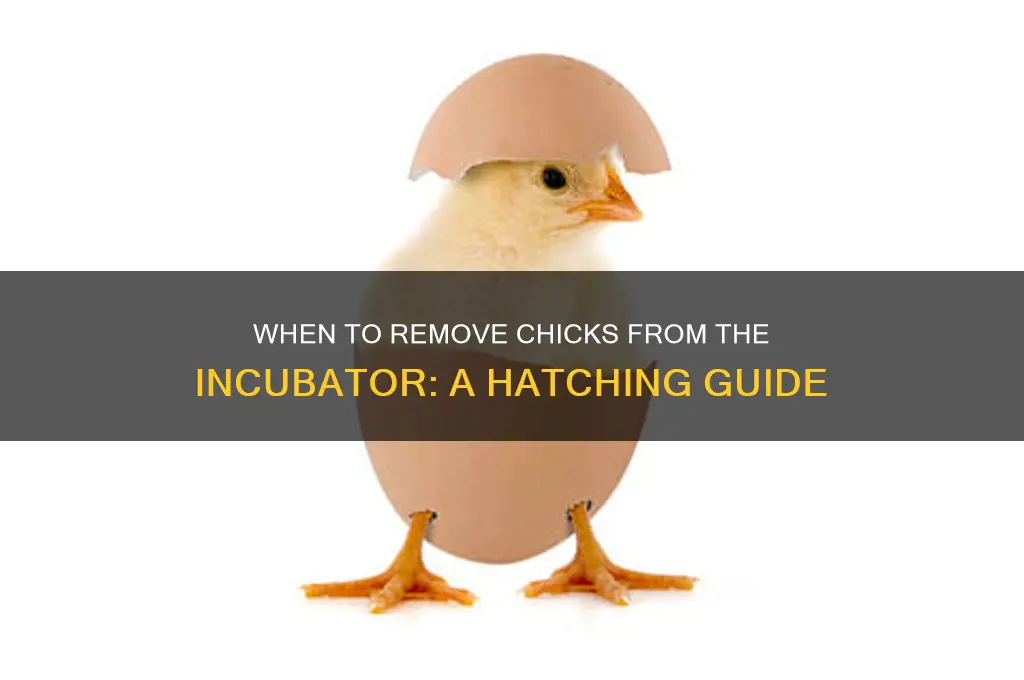when do i remove chicks from incubator