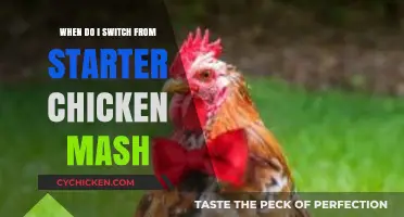 Transitioning Chicken Feed: When to Move Beyond Starter Mash
