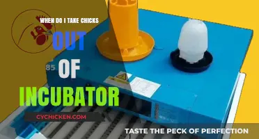 When to Safely Remove Chicks from the Incubator: A Guide