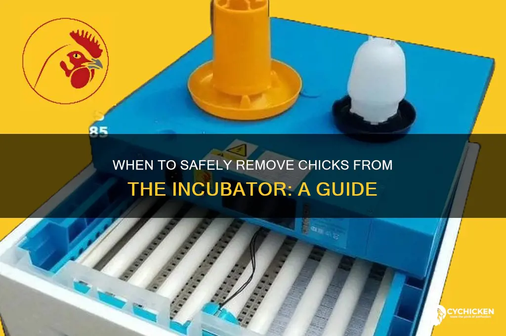 when do i take chicks out of incubator