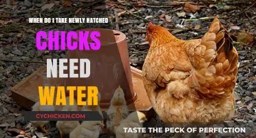 Newly Hatched Chicks: Water Intake Essentials