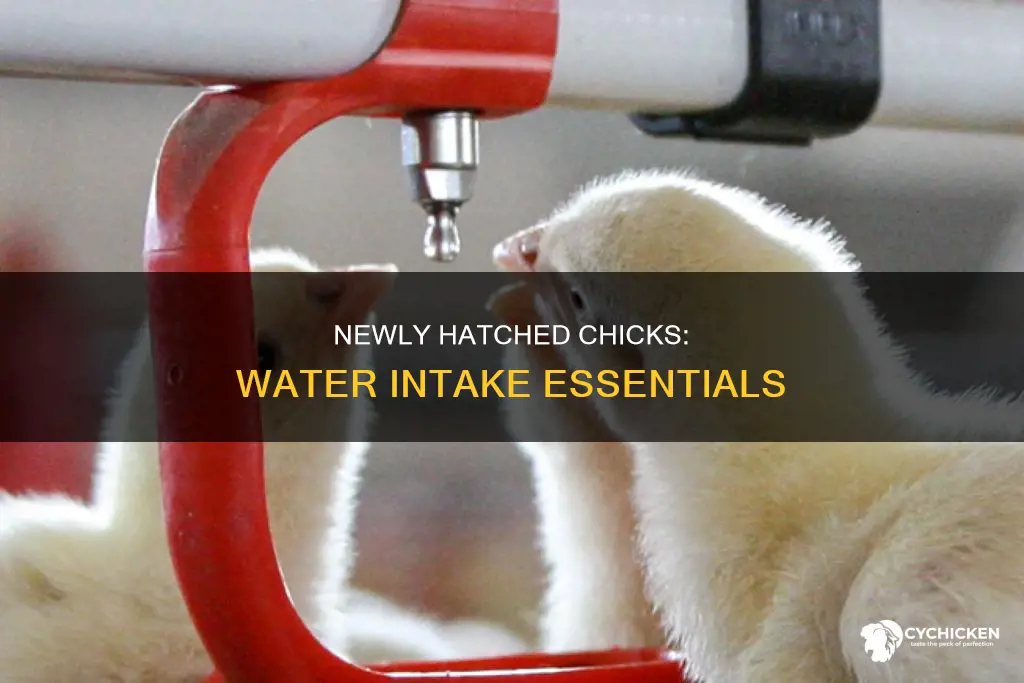 when do i take newly hatched chicks need water
