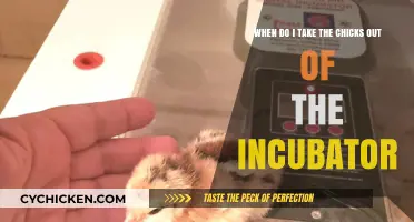 The Right Time to Remove Chicks from Incubator
