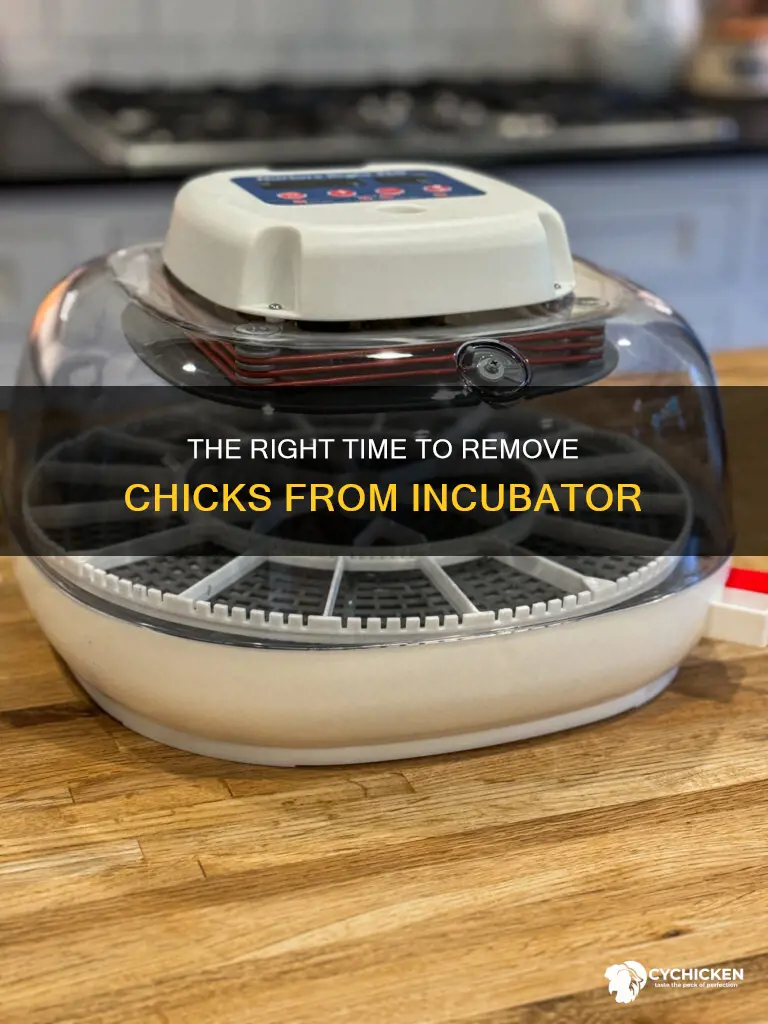 when do i take the chicks out of the incubator