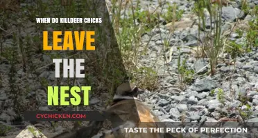 Killdeer Chicks' Nest Departure: Timing and Survival Strategies Explained
