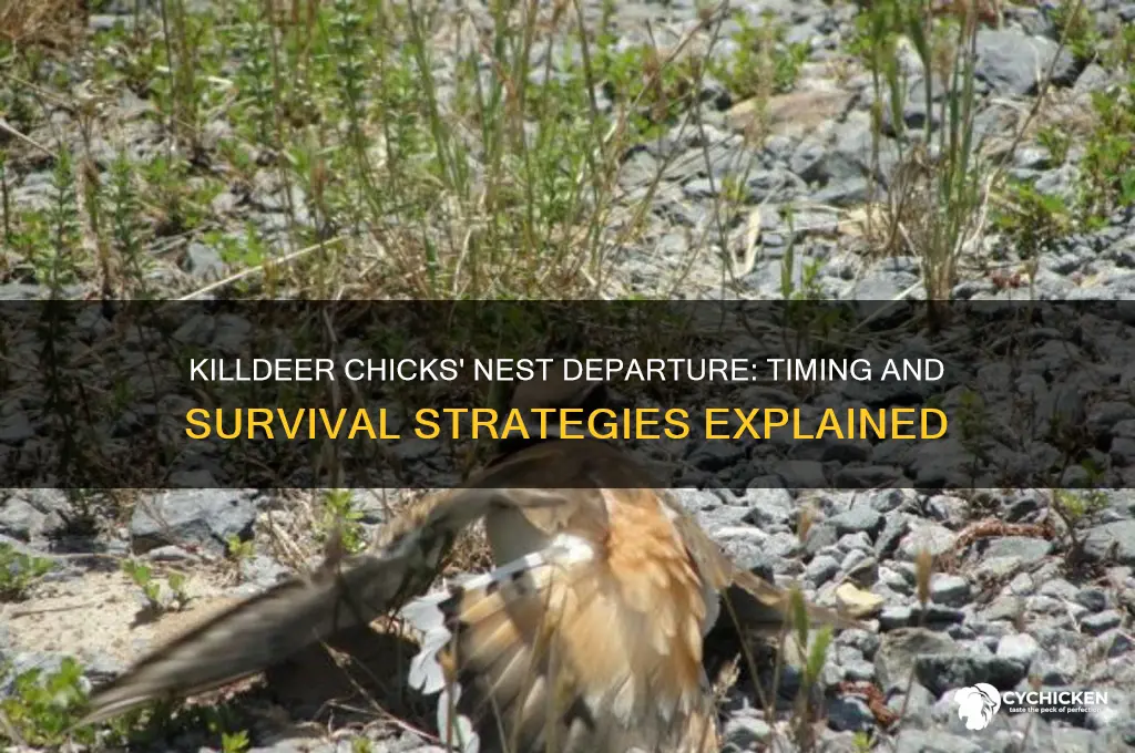 when do killdeer chicks leave the nest