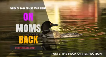 How Long Do Loon Chicks Ride on Mom?