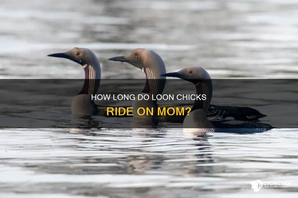 when do loon chicks stop riding on moms back