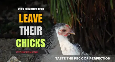 When Mother Hens Depart: Understanding Chick Independence Timeline