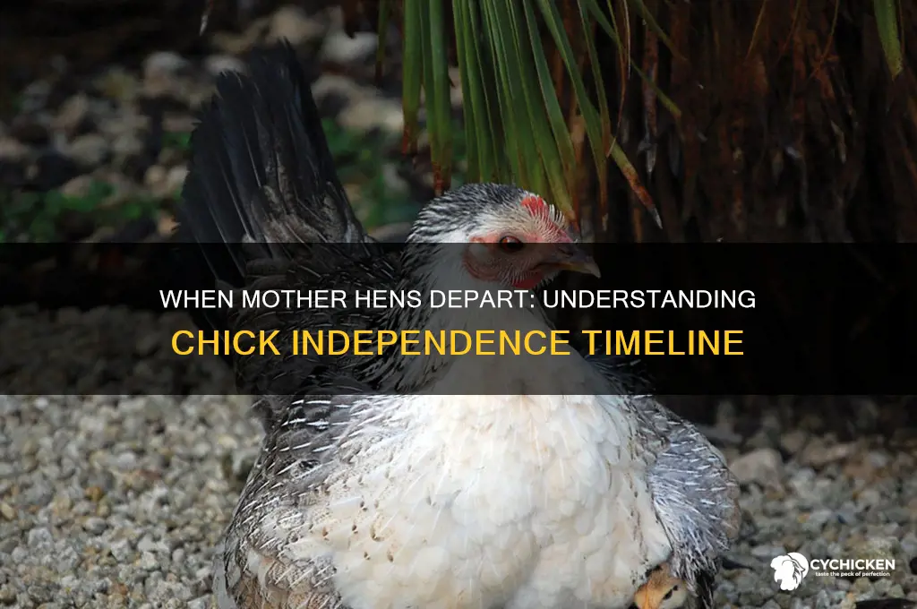 when do mother hens leave their chicks