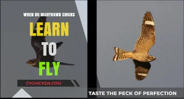 When Do Nighthawk Chicks Take Flight: A Developmental Journey