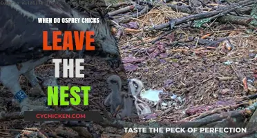 When Do Osprey Chicks Fledge: Leaving the Nest Timeline