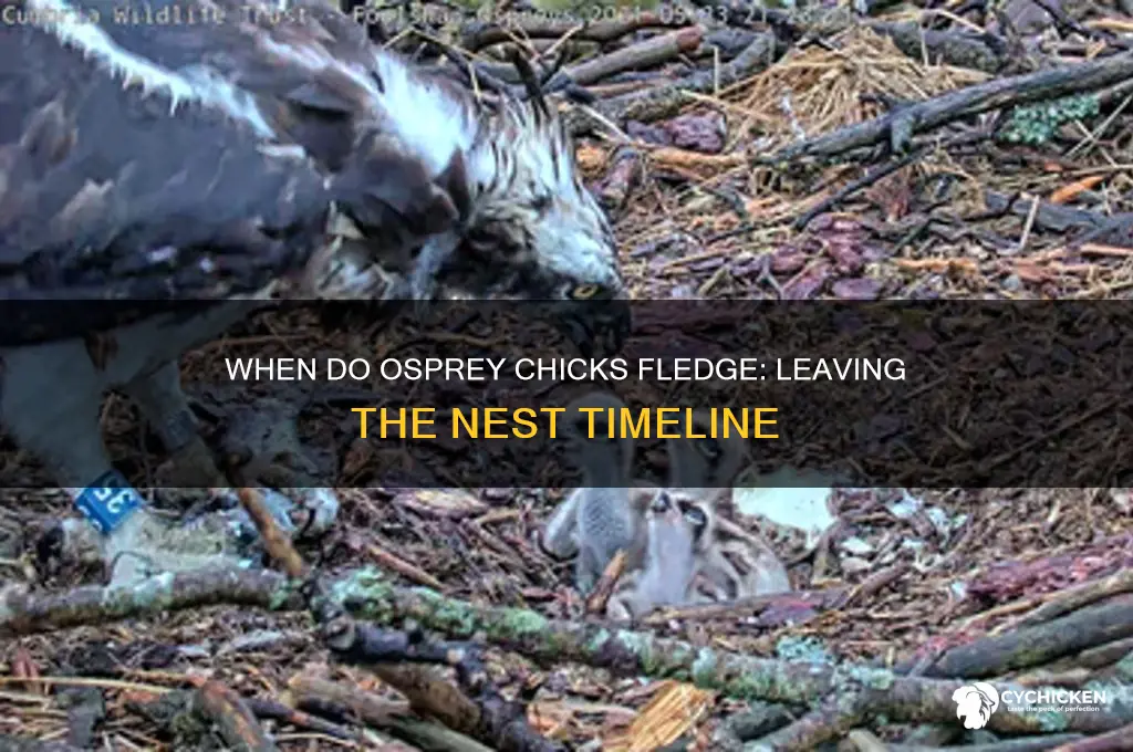 when do osprey chicks leave the nest