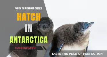Antarctica's Penguin Chicks: Hatching Season and Survival Insights
