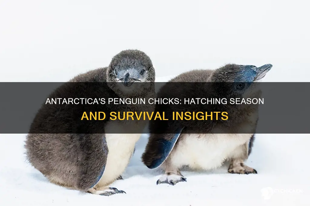 when do penguin chicks hatch in antarctica