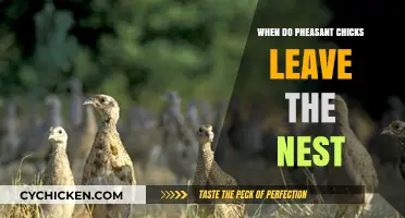 When Do Pheasant Chicks Fledge: Nest Departure Timeline Explained