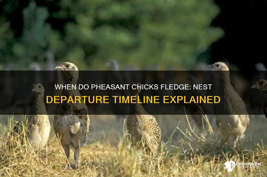 when do pheasant chicks leave the nest