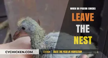 When Do Pigeon Chicks Fledge: Nest Departure Timeline Explained
