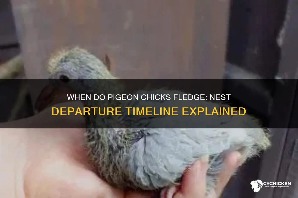 when do pigeon chicks leave the nest