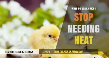 When Do Quail Chicks Outgrow Heat Lamps? A Guide