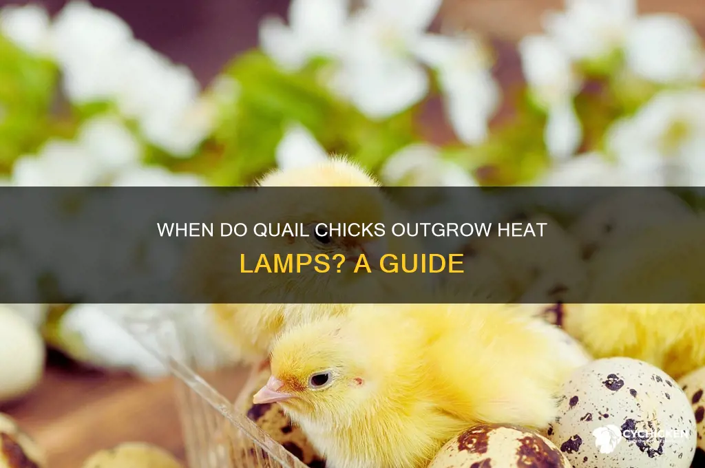 when do quail chicks stop needing heat