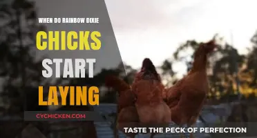 When Do Rainbow Dixie Chicks Begin Laying Eggs: A Guide