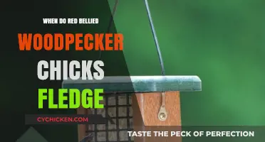 Red-Bellied Woodpecker Fledging: When Chicks Take Their First Flight