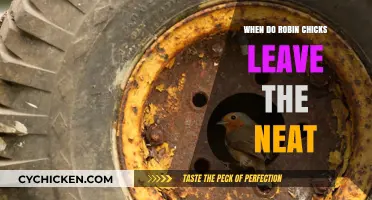 When Do Robin Chicks Fledge the Nest: A Complete Guide