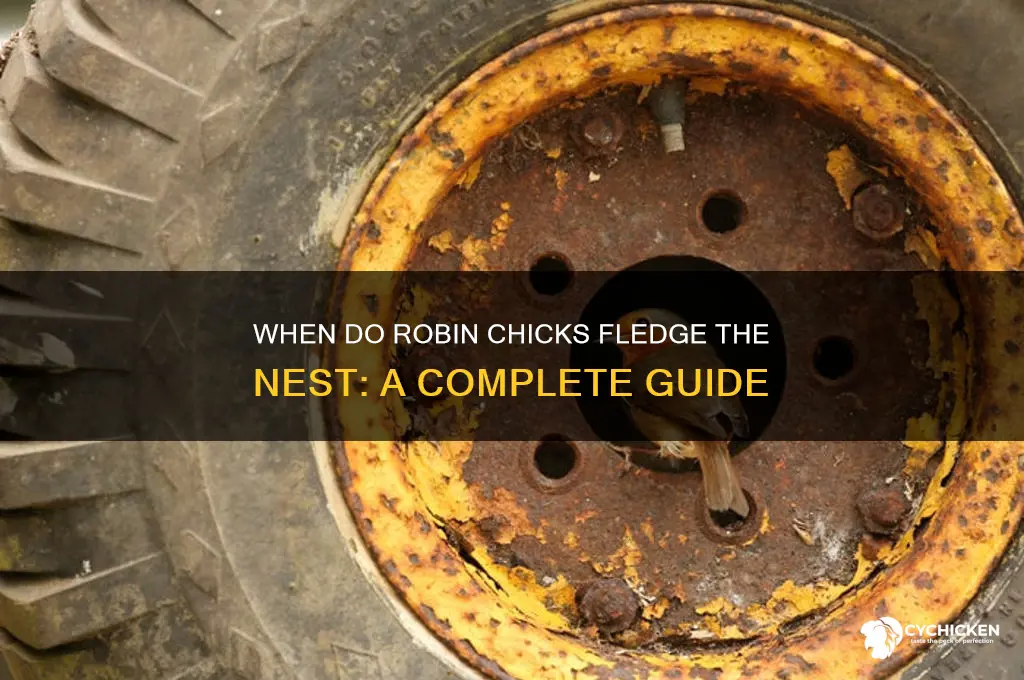 when do robin chicks leave the neat