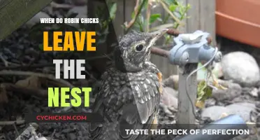 When Do Robin Chicks Fledge: Nest Departure Timeline Explained