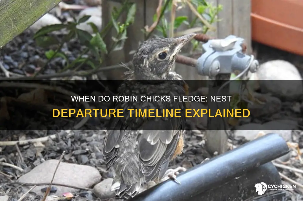when do robin chicks leave the nest