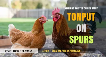 When Do Rooster Chicks Begin Growing Spurs? A Guide