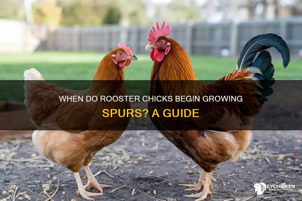 when do roister chicks start tonput on spurs