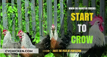 When Do Rooster Chicks Begin Crowing? A Developmental Timeline