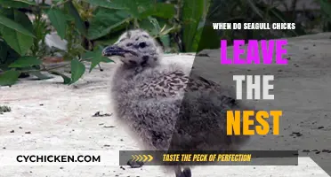 When Do Seagull Chicks Fledge: Leaving the Nest Timeline