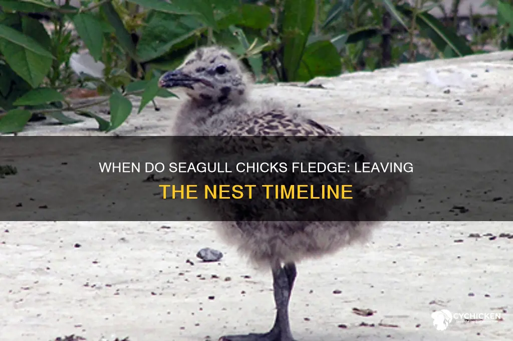 when do seagull chicks leave the nest
