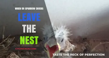 When Do Sparrow Chicks Fledge: Nest Departure Timeline Explained