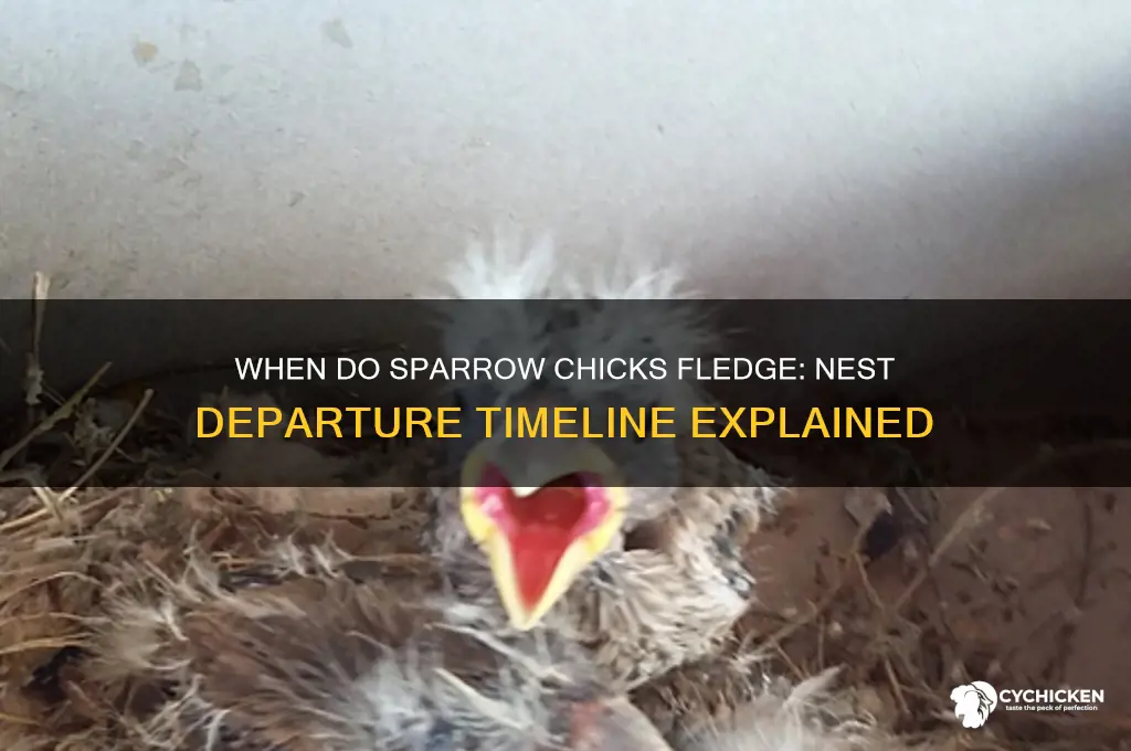 when do sparrow chicks leave the nest