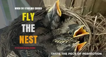 When Do Starling Chicks Leave the Nest: A Fledgling's Journey