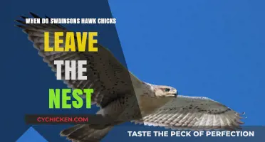 When Do Swainson's Hawk Chicks Fledge the Nest?