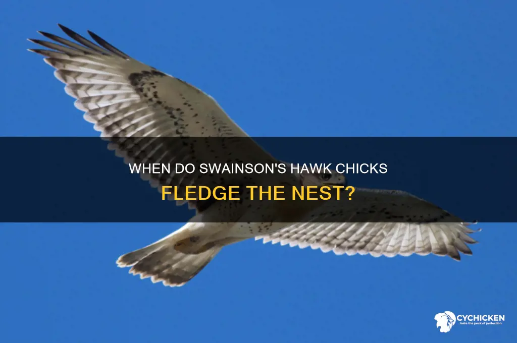 when do swainsons hawk chicks leave the nest