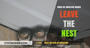 When Do Swallow Chicks Fledge: Nest Departure Timeline Explained