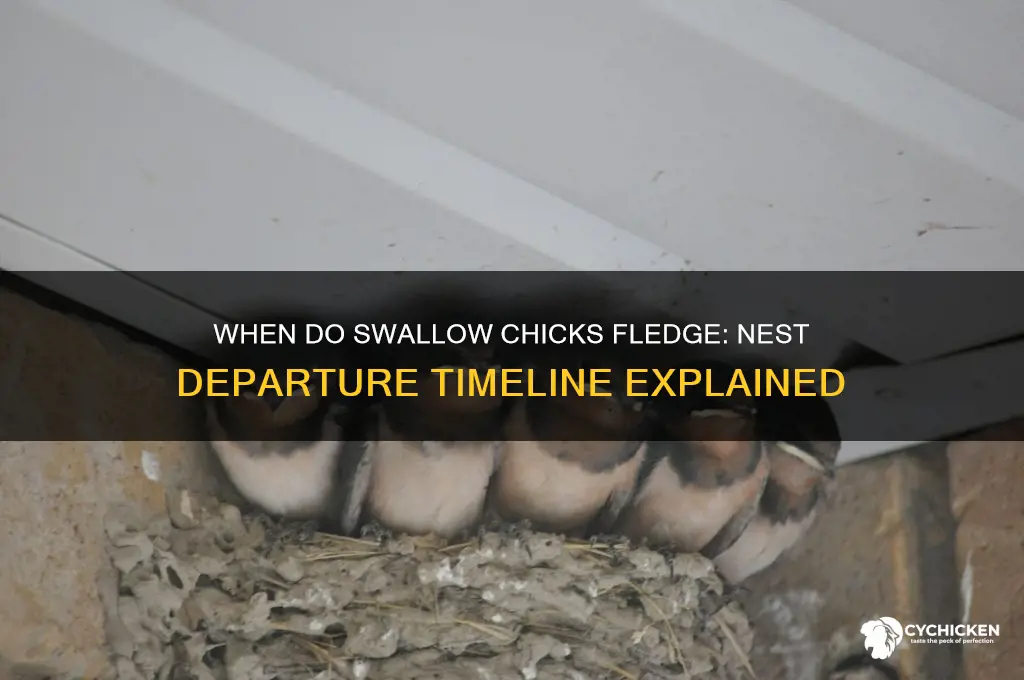 when do swallow chicks leave the nest